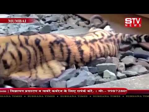 STV News | 3 Tiger Cubs Die After Being Hit By Train In Maharashtra