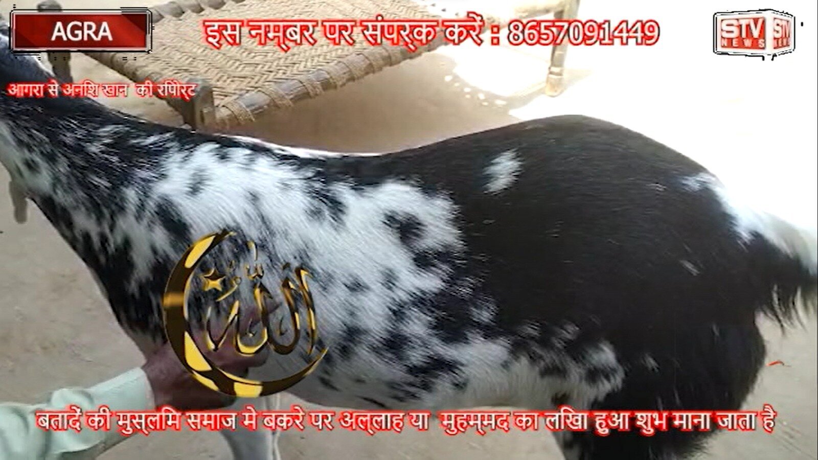 STV News | साधु राम के घर l अल्लाह  मोहम्मद नाम का बकरा l देखिए पूरी खबर l STV NEWS AGRA l