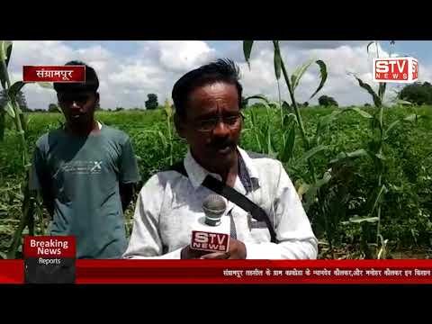 STV News | किसान के खेतो के ज्वारी और उडीद का पीक बरसात और हवा की वजह से जमीन दोस्त हुवा