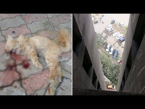 STV News | ठाणेः घर में चुपके से आ जाती थी पड़ोसी की बिल्ली, 16वीं मंजिल से फेंककर की...