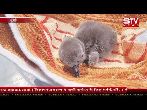 STV News | First India Born Penguin Dies In Mumbai
